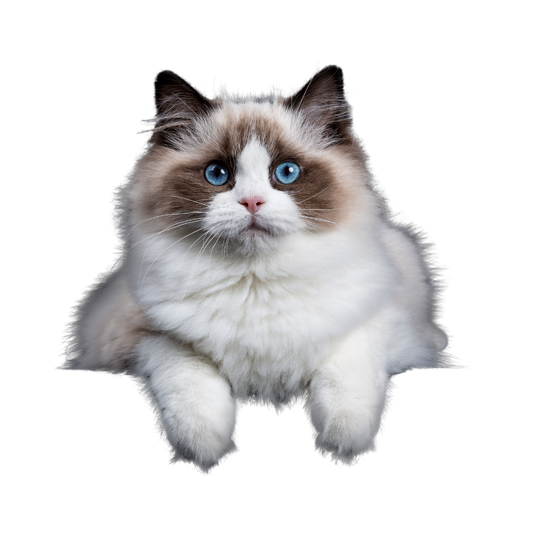 Gatos