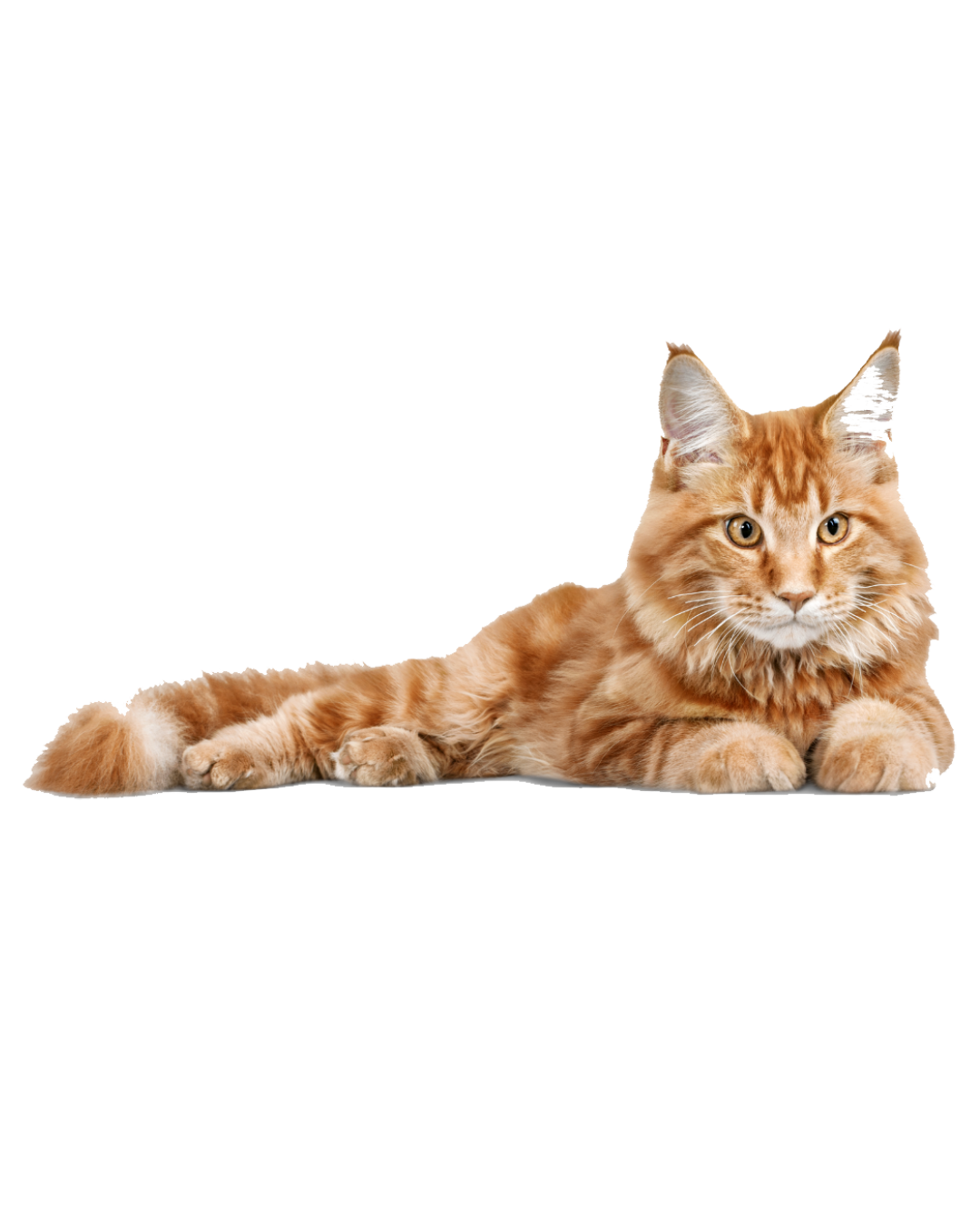 Gatos