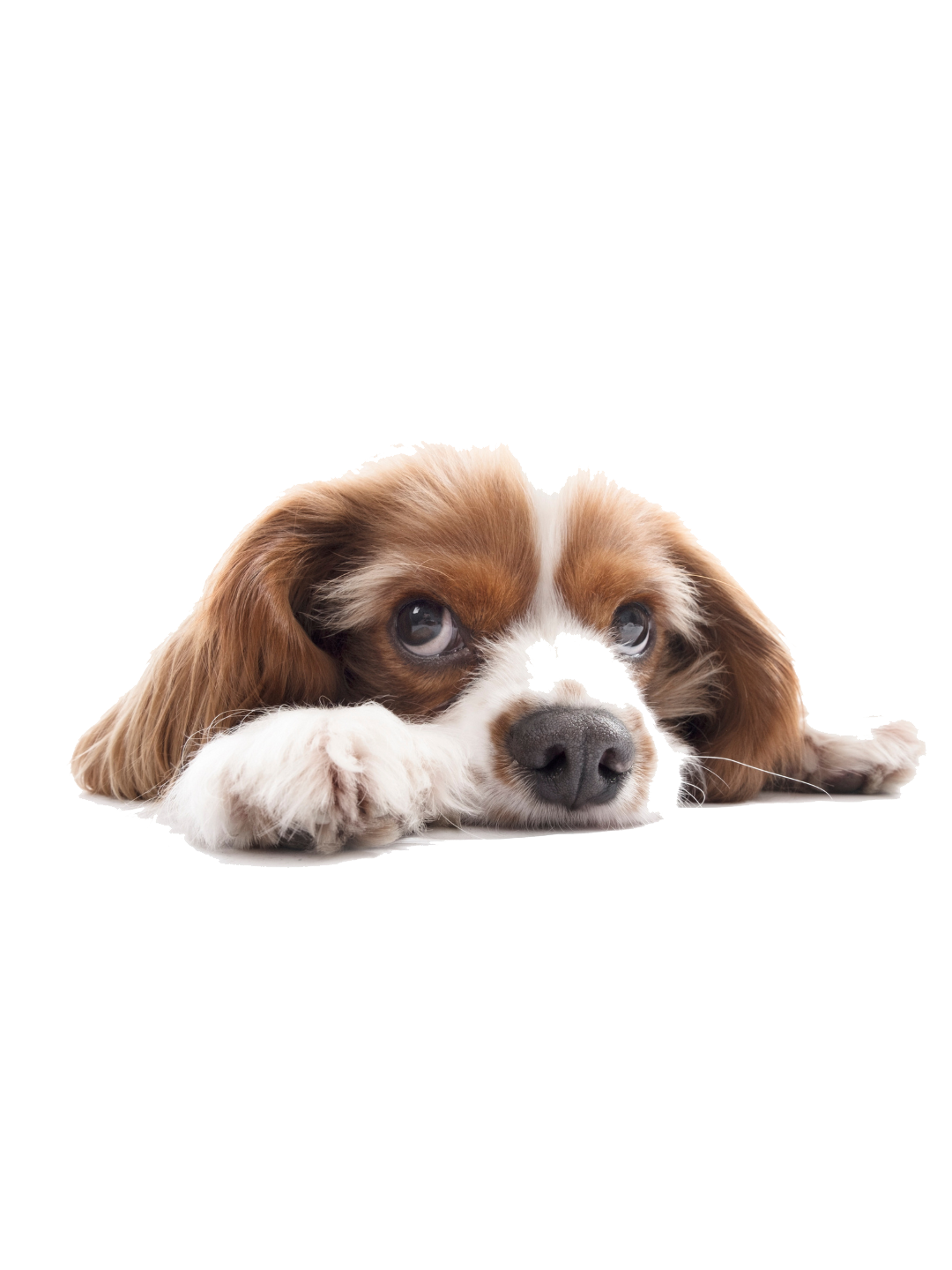 Perros
